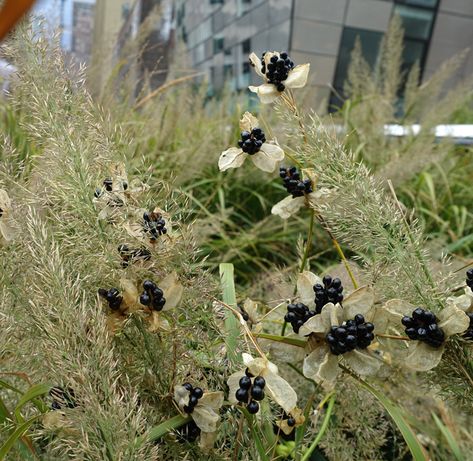 Featured Plant: Blackberry Lily | The High Line Blackberry Lily, Park Landscape, Flower Names, High Line, How To Grow Taller, Plant Design, Lily Flower, Late Summer, The Plant