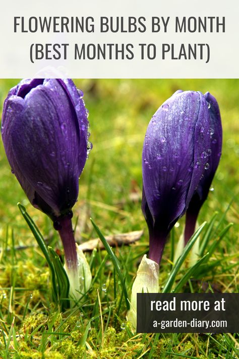 Want a garden that blooms in every season? Discover the best flowering bulbs to plant by month and enjoy vibrant flowers all year long! From tulips and daffodils in spring to hyacinths and alliums in fall, there’s always a bulb to plant for a future burst of color. Follow this month-by-month guide to flowering bulbs and make your garden an evolving masterpiece. Perfect for gardening enthusiasts looking for a reliable planting schedule! Bulb Flowers Garden, Naturalizing Bulbs, Bulbs To Plant In Spring, Centipede Grass, Spring Bulbs Garden, Planting Schedule, Tulips And Daffodils, Bulb Garden, Bulb Planting