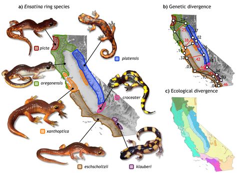 One of my favorite examples of speciation. Ring species! The Ensatina genus of salamanders has evolved around outskirts of the California Central Valley. Each species is capable of reproduction with the neighboring species, but the two southern most species on each side of the valley are incapable of reproducing with one another. So we can see a speciation event in action here! Genetic Drift, Evolutionary Biology, Ap Biology, Learn Something New Everyday, Salamanders, Teaching Biology, Zoology, Lizards, Online Teaching