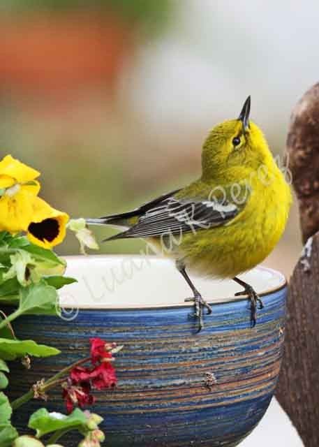 Pine Warbler, Yellow Warbler, Painted Bunting, Up To The Sky, Blue Bowl, Yellow Bird, Nature Birds, Bird Pictures, Colorful Birds