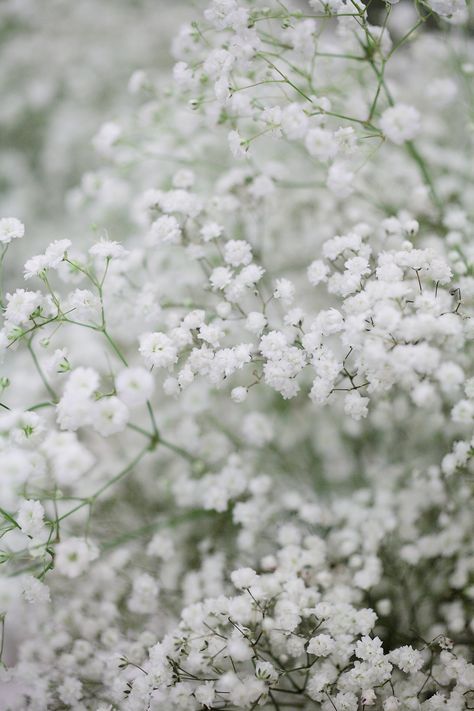 White Flower Background Aesthetic, Baby Breath Wallpaper, Baby Breath Aesthetic, Babys Breath Aesthetic, Breath Aesthetic, Vines Photography, Baby Breath Flower, Amazing Backyard, Flower Identification