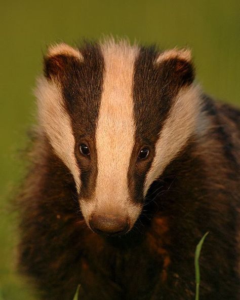 Well this summers’ been a bit of a wash out! I’d hoped to add to my work on badgers last year, striving again for those perfect evenings where the setting sun falls unbroken to the horizon, instead of disappearing behind a frustrating bank of cloud. On those perfect evenings, just before the sun dips below the horizon the last few minutes of light are exquisite as having moved through the yellow and orange spectrums the light develops a stunning reddish glow. The way that it illuminates the f... What Animal Are You, Honey Badger, British Wildlife, Wild Creatures, Elephant Love, Woodland Creatures, Cool Pets, Sweet Animals, Forest Animals