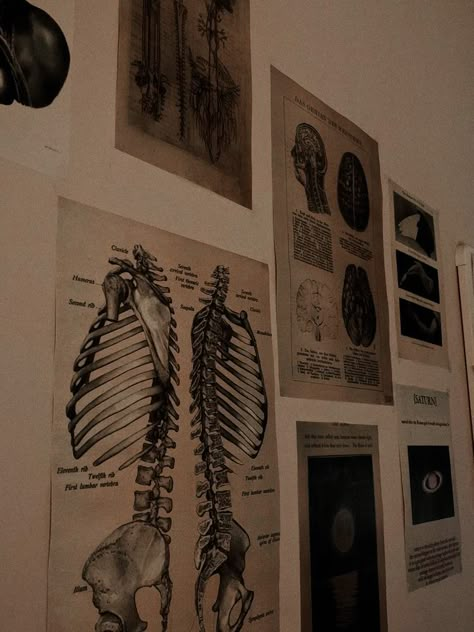 Medicine Poster Aesthetic, Med School Aesthetic Wallpaper Ipad, Osteology Aesthetic, Medical Aesthetic Dark, Med Student Room, Anatomy Wallpaper Aesthetic, Medical Aesthetic Wallpaper, Nurse Aesthetic Wallpaper, Aesthetic Anatomy