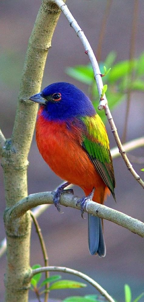 Colorful birds - Painted Bunting (male) - by Kenneth Cole Schneider Bunting Bird, Painted Bunting, Colorful Bird, Nature Birds, All Birds, Bird Pictures, Exotic Birds, Bird Drawings, Pretty Birds