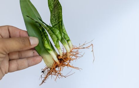 How To Propagate Mother-In-Law’s Tongue - Indoor Plants Mother In Laws Tongue, Mother Of Thousands Plant Propagation, How To Propagate Mother In Laws Tongue, Mother In Law Tongue Plant, Rattlesnake Plant Propagation, Ti Plant Propagation, Inch Plant Propagation, Mother In Law Plant, Succulent Potting Mix