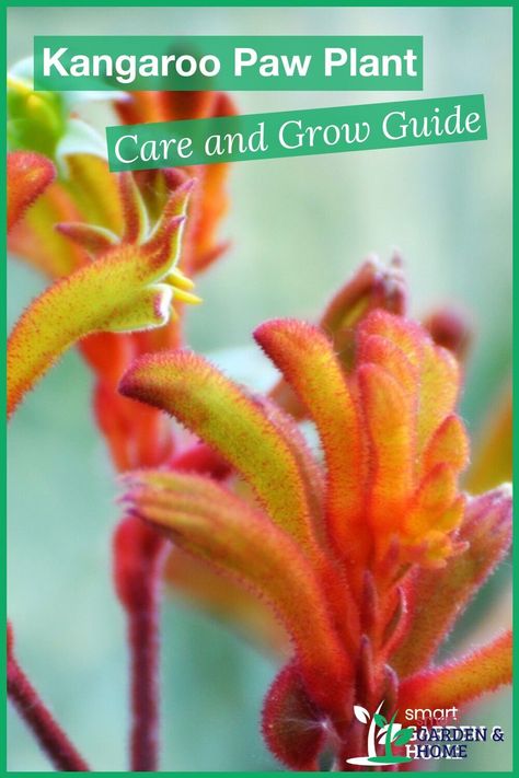 Kangaroo Paw In Pots, Kangaroo Paw Garden, Full Sun Plants Australia, Kangaroo Plant, Anigozanthos Flavidus, Kangaroo Paw Plant, Gardening Gadgets, Full Sun Garden, Modern Gardening