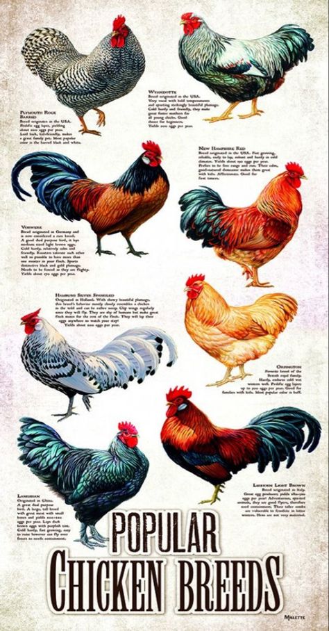 Chicken Breeds Chart, Pheasant Farm, Different Breeds Of Chickens, Breeds Of Chickens, Animal Puzzle, Poultry Farm, Chicken Art, 500 Piece Jigsaw Puzzles, Unique Shapes