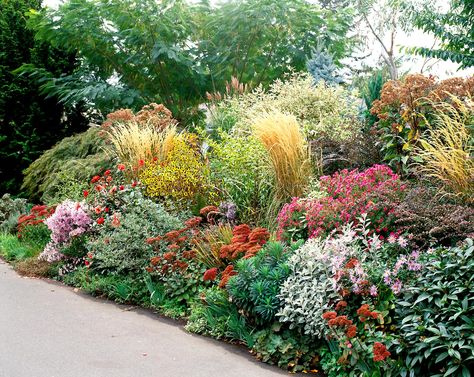 Perennial Garden Plans, Perennial Gardens, Tattoo Plant, Low Water Gardening, Drought Tolerant Garden, Drought Tolerant Landscape, Gardening Landscaping, Garden Plan, Dry Garden