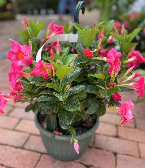 Dipladenia Plant Care With Growing Tips Plant Care Tips, Insecticidal Soap, Overwintering, White Flies, Growing Plants Indoors, Growing Tips, Companion Planting, Potting Soil, Growing Plants