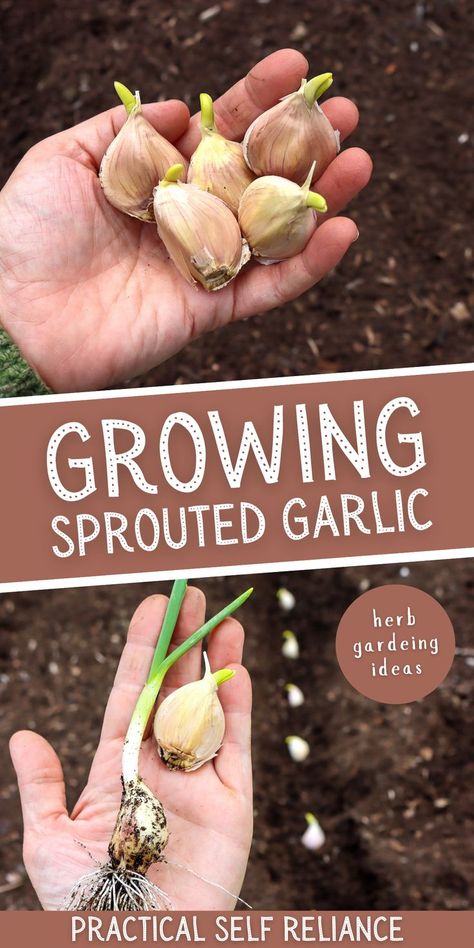 a hand holding sprouting garlic and planting sprouting garlic in the spring garden Spring Gardening Ideas, Growing Garlic From Cloves, When To Plant Garlic, Garlic Planting, Garlic Sprouts, Garlic Garden, Spring Garlic, Regrow Vegetables, Garlic Bulbs