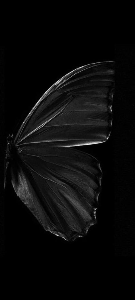 Butterfly Dark Aesthetic, Dark Butterfly Wallpaper Aesthetic, Wallpaper Mariposas, Black Butterflies Aesthetic, Libra Wallpaper, Chat Wallpaper Whatsapp, 3d Wallpaper Butterfly, Wings Wallpaper, Dark Purple Wallpaper