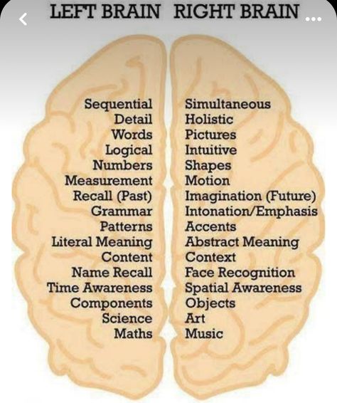 Left And Right Brain, Left Brain Right Brain, Left Brain, Brain Facts, Brain Anatomy, The Human Brain, Brain Science, Right Brain, Medical Knowledge