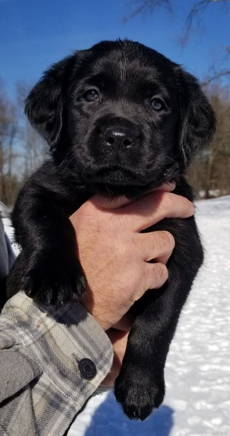 2022 LITTERS | On the Bluff Labradors Labrador Retriever Black, Brown Labrador, Black Labrador Dog, Black Dogs, Petite Tattoos, Black Labrador Retriever, Lab Dogs, Black Labs, Adorable Puppy