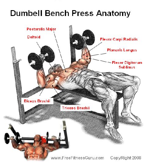 dumbell bench press anatomy MuscleUp Bodybuilding. ~ mikE™ Shoulder Training, Bodybuilding Nutrition, Dumbbell Press, Dumbell Workout, Weight Lifting Workouts, Muscle Anatomy, Chest Muscles, Workout Chart, Weight Benches