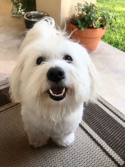 Happiest Coton De Tulear! Cotton De Tulear Dogs, Cotton De Tulear, Coton De Tulear Puppy, Coton De Tulear Dogs, Caucasian Shepherd, Every Dog Breed, Cutest Puppies, Coton De Tulear, Goldendoodle