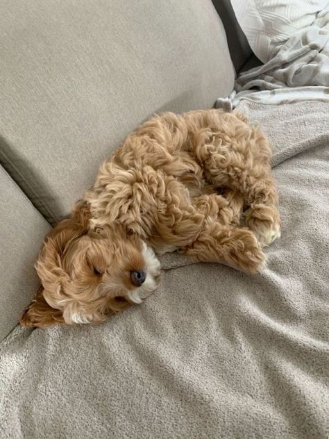 Maltipoo Aesthetic, Brown Maltipoo, Toy Maltipoo, Big Dogs Breeds, Biggest Dog In The World, Cute Fluffy Puppies, Biggest Dog, Maltipoo Dog, Maltipoo Puppies