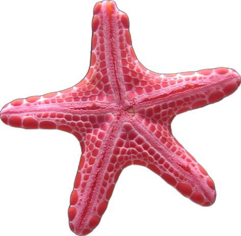 A Flower, Starfish, Pink