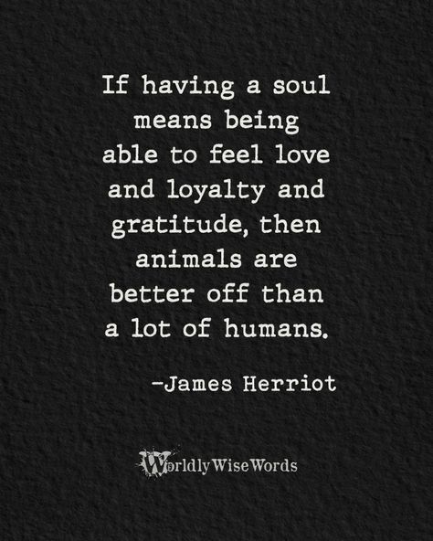 Animal Connection Quotes, Animals Over Humans Quotes, I Prefer Animals Over People Quotes, Dog Is Better Than Human Quotes, Animals Are Better Than People Quotes, Be A Better Human Quotes, Animals Better Than Humans Quotes, We Are Human Quotes, I Like Animals More Than People Quotes