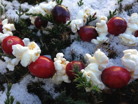 Cranberry-Popcorn Strings: A Recipe For the Birds Stringing Popcorn And Cranberries, Bird Food Ornaments, Wild Gardening, Pine Cone Bird Feeder, Popcorn Garland, Homemade Journal, Christmas Popcorn, Bird Seed Ornaments, Holiday Table Centerpieces