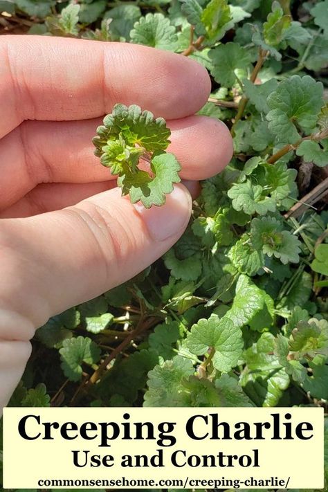 Creeping Charlie Plant, Creeping Charlie Benefits, How To Get Rid Of Creeping Charlie, Creeping Charlie, Wild Crafting, Kill Weeds Naturally, Dandelion Benefits, Edible Weeds, Kill Weeds