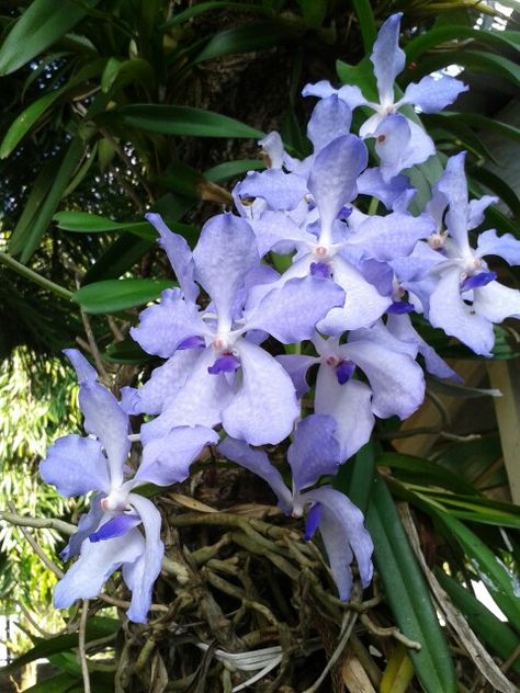 Blue vanda orchid Blue Vanda Orchids, Flowers Orchids, Vanda Orchids, Blue Plants, Beautiful Orchids, Beautiful Places In The World, Blue Flowers, Orchids, Beautiful Flowers