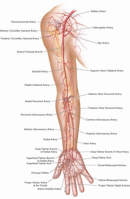 Arteries in arm Anatomy Arm, Arteries Anatomy, Summer Health, Health And Fitness Magazine, Human Anatomy And Physiology, Healthy Diet Tips, Daily Health Tips, Fitness Advice, Health Magazine