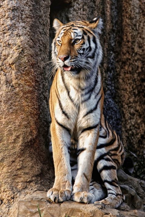 Born in May (r2–d2: by Sumatra-Tiger) Majestic Animals, Cat Family, Amazing Pictures, Cheetahs, A Tiger, Large Cats, Animal Planet, Exotic Pets, Nature Animals