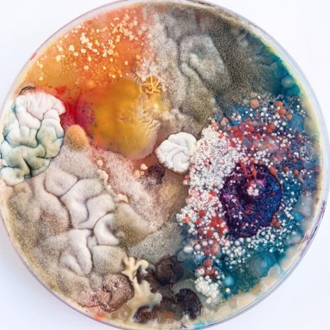 Pretty Mold, Soviet Architecture, Growth And Decay, Petri Dishes, Slime Mould, Bio Art, Petri Dish, A Level Art, Food Source