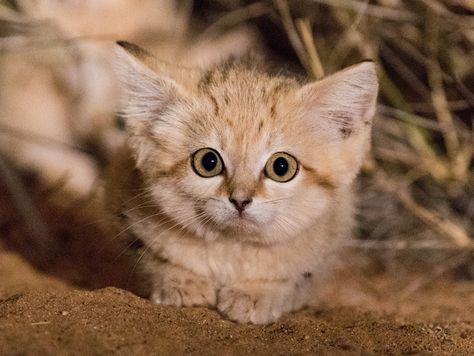 A young wild sand cat kitten looking inquisitively at the camera Small Cat Breeds, Black Footed Cat, Wild Cat Species, Sand Cat, Cat Species, Sweet Hearts, Cat Behavior, Small Cat, Guard Dogs