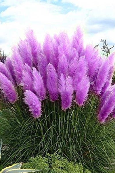 Purple Pampas, Purple Pampas Grass, Seed Pots, Grass Flower, Home Garden Plants, Blooming Plants, Grass Seed, Ornamental Plants, Ornamental Grasses