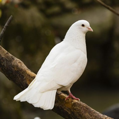 Bird Meanings & Symbolism Explained | YourTango Dove Symbolism, Animals In The Bible, Bird Meaning, Dove Images, Bucket List Life, Dove Bird, Different Birds, My Bucket List, Your Spirit Animal