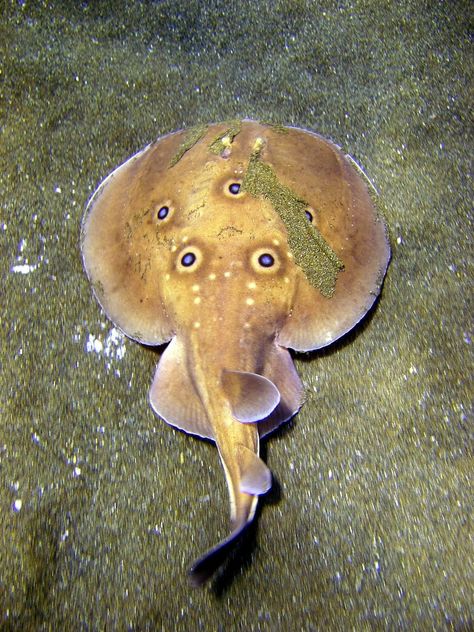 Electric Ray, Ocean Sleeve, Deep Sea Life, Sea Life Creatures, Fun Facts About Animals, Water Creatures, Connective Tissue, Water Colours, Marine Fish