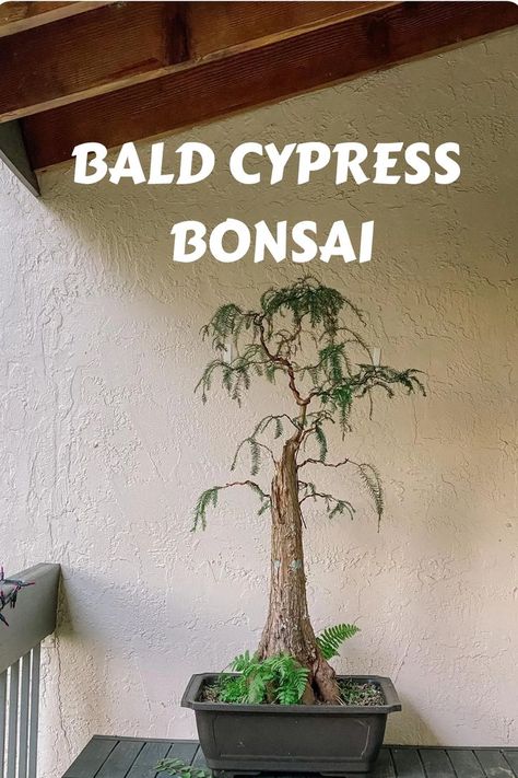 The unique Bald Cypress bonsai captivates with feathery foliage, a distinctive trunk, and a conical shape. Enthusiasts value its styling adaptability and its ability to evoke the serene beauty of swamp cypress trees. Explore our article for insights into shaping, pruning, and caring for this captivating miniature representation of nature's grandeur. Photo Credit: @grove_bonsai Swamp Cypress, Cypress Bonsai, Garden Bonsai Tree, Garden Bonsai, Bald Cypress, Bonsai Art, Seasons Change, Cypress Trees, Bonsai Trees