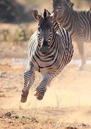 Zebra running scared from Lions by Neal Cooper, via Dreamstime Zebra Running, Zebra Tattoos, Zebra Pictures, Running Scared, Zebra Wallpaper, Six Sigma, Lean Six Sigma, Animal Print Wallpaper, Most Beautiful Animals