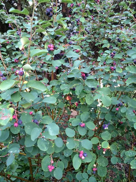 Serviceberry Tree Landscapes, Growing Saskatoon Berries, Saskatoon Serviceberry, Saskatoon Berry, Edible Landscape, Dragon Family, Berry Plants, Landscape Inspiration, Berry Bushes