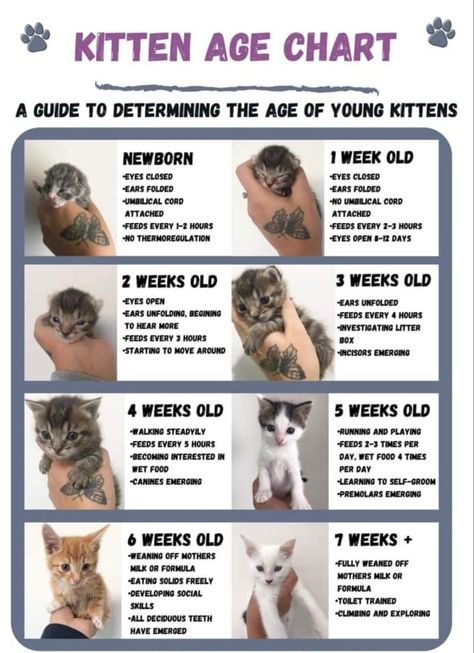 Kitten Age Chart, Pregnant Cat, Career Photos, Cat Years, Cat Language, Cats Diy Projects, Cat Hacks, Foster Kittens, Kitten Care