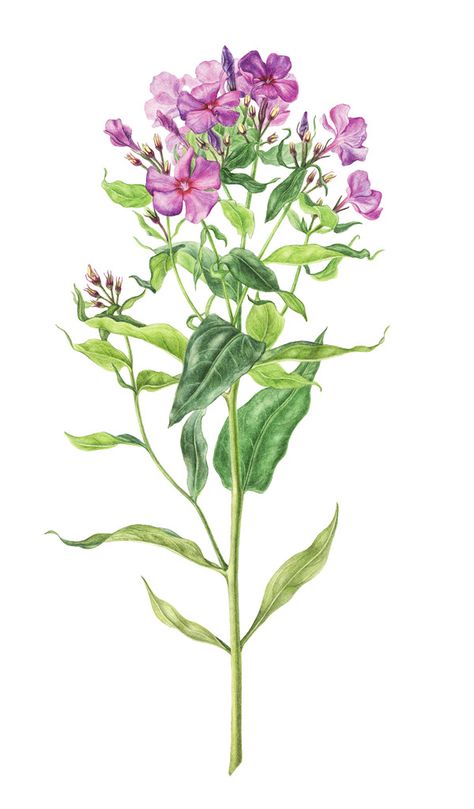 Phlox Flower Tattoo, Phlox Painting, Botanical Sketching, Phlox Flower, Phlox Plant, Phlox Flowers, Vintage Bird Illustration, Floral Watercolor Paintings, Vintage Botanical Prints