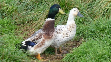 Welsh Harlequin Duck, Khaki Campbell Ducks, Harlequin Duck, Keeping Ducks, Sussex Chicken, Duck Breeds, Meat Birds, Chicken Farming, Backyard Chicken Farming