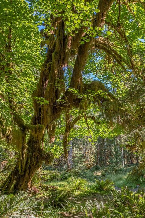 Forest Washington, Western Washington, Book Photo, Forest Pictures, Big Leaves, Rain Forest, Maple Tree, Big Tree, Tree Forest