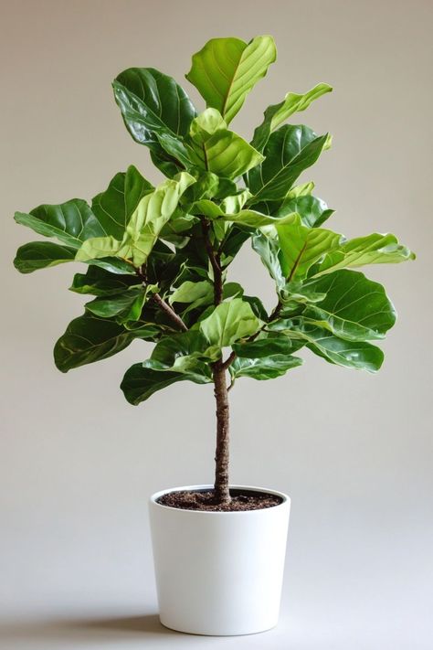 "Fiddle Leaf Fig (Ficus lyrata) is a stunning and sophisticated choice for any indoor space! 🌿🏡 With its large, glossy leaves and elegant silhouette, this plant adds a touch of natural beauty and modern style to your home decor. Perfect for brightening up a living room or office, the Fiddle Leaf Fig is a statement piece that thrives with proper care and attention. 🌱✨ #FiddleLeafFig #IndoorPlants #HomeDecor #GreenLiving" Fiddle Fig Tree, Plant Vegetables, Fig Plant, Fiddle Fig, Ficus Lyrata, Indoor Trees, Plant Decor Indoor, Fig Leaves, Fiddle Leaf