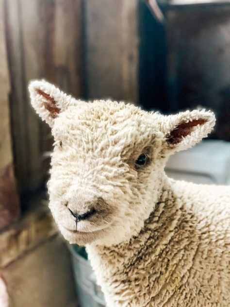 About Our Southdown Babydoll Sheep - Midcounty Journal Southdown Babydoll Sheep, Babydoll Southdown Sheep, Baby Doll Sheep, Sheep Aesthetic, Southdown Sheep, Babydoll Sheep, Cattle Dogs Rule, Sheep Breeds, Baby Sheep