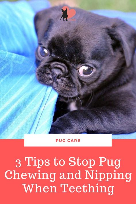 Pug Training, Pug Facts, Puppy Development, Teething Stages, Puppy Stages, Akc Breeds, Puppy Chewing, Animal Antics, Pug Puppies