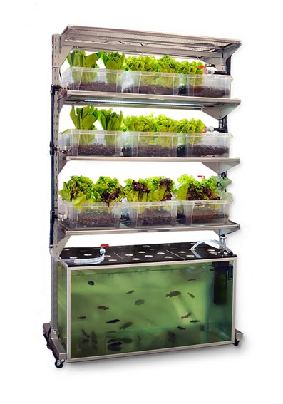 Conceptual home aquaponics unit... Indoor Aquaponics, Kolam Koi, Aquaponics Fish, Aquaponics Diy, Aquaponic Gardening, Aquaponics System, Vertical Gardens, Hydroponic Gardening, Garden Care