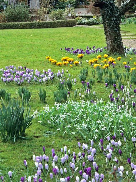 Lawn With Flowers, Lawn Flowers, Flower Lawn, Flower Bulb, Bulb Flowers Garden, Bulbs In Lawn, Flower Bulbs, Bulb Lawn, Bulb Planting Design Ideas