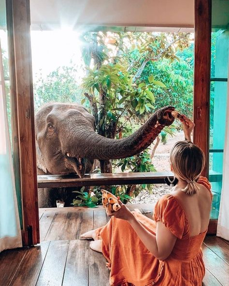 🐘 Morning wake up call to our room to feed our elephant friend!!! How’s your morning going so far? 😉 📍 The Chai Lai Orchid, Thailand 💑 Tag… Elephant Rescue, Elephant Photography, Happy Elephant, Cocktail Bars, Luxury Tents, Orchid Wedding, Top Restaurants, Ancient Temples, The Monks