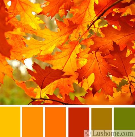 Interior Design Inspirations, Fall Color Schemes Inspired by Natural Hues Autumnal Colour Palette, Autmn Colors, Color Palette Autumn, Fall Color Pallet, Halloween Color Palette, Popular Color Schemes, Interior Design Color Schemes, Traditional Color Palette, Fall Color Schemes