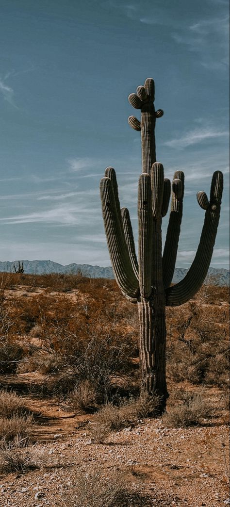 Desert Aesthetic Wallpaper Iphone, Cactus Desert Aesthetic, Country Aesthetic Wallpaper Iphone, Cactus Texture, Southwest Aesthetic, Guide Aesthetic, Cactus Aesthetic, Cactus Country, Western Aesthetic Wallpaper