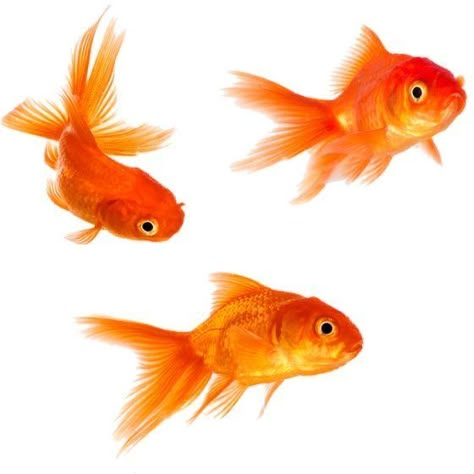 Goldfish Photography, Orange Fish, Arte Inspo, Png Icons, Digital Sticker, Goldfish, Art Reference Photos, 그림 그리기, File Format