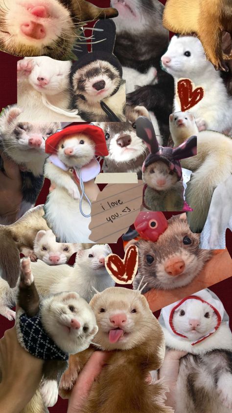 #aesthetic #ferret #cute #animal Ferret Cute Aesthetic, Cute Ferrets Aesthetic, Ferret Wallpaper, Ferret Aesthetic, White Ferret, Baby Ferrets, Aesthetic Pin, Game Wallpaper, Cute Ferrets