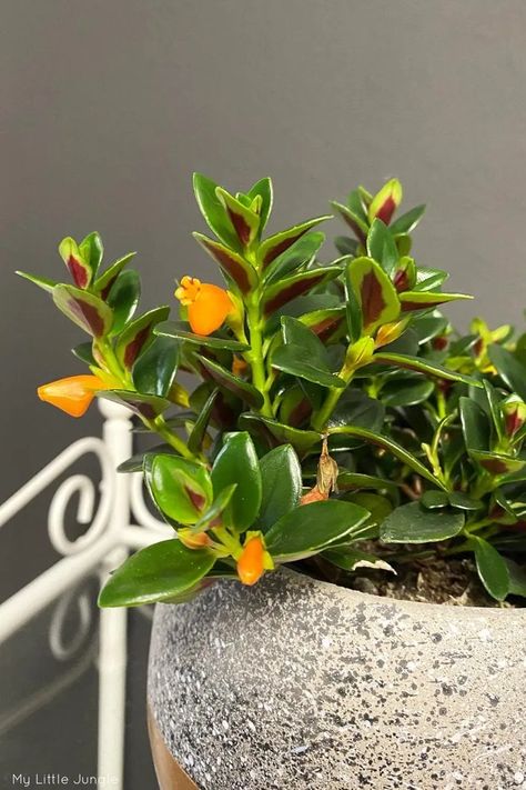 Nematanthus Gregarius Care - Goldfish Plant - My Little Jungle Goldfish Plant, All About Plants, Container Plants, Goldfish, Plant Care, House Plants, Plants, Flowers